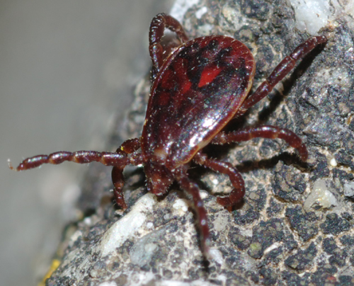 Zecca